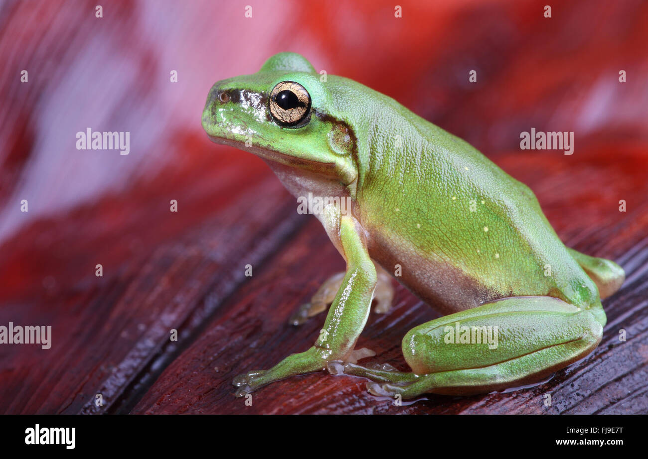 Un australiano ranocchio verde - Bambini - Litoria caerulea - seduta su un rosso marrone palm frond. Foto Stock