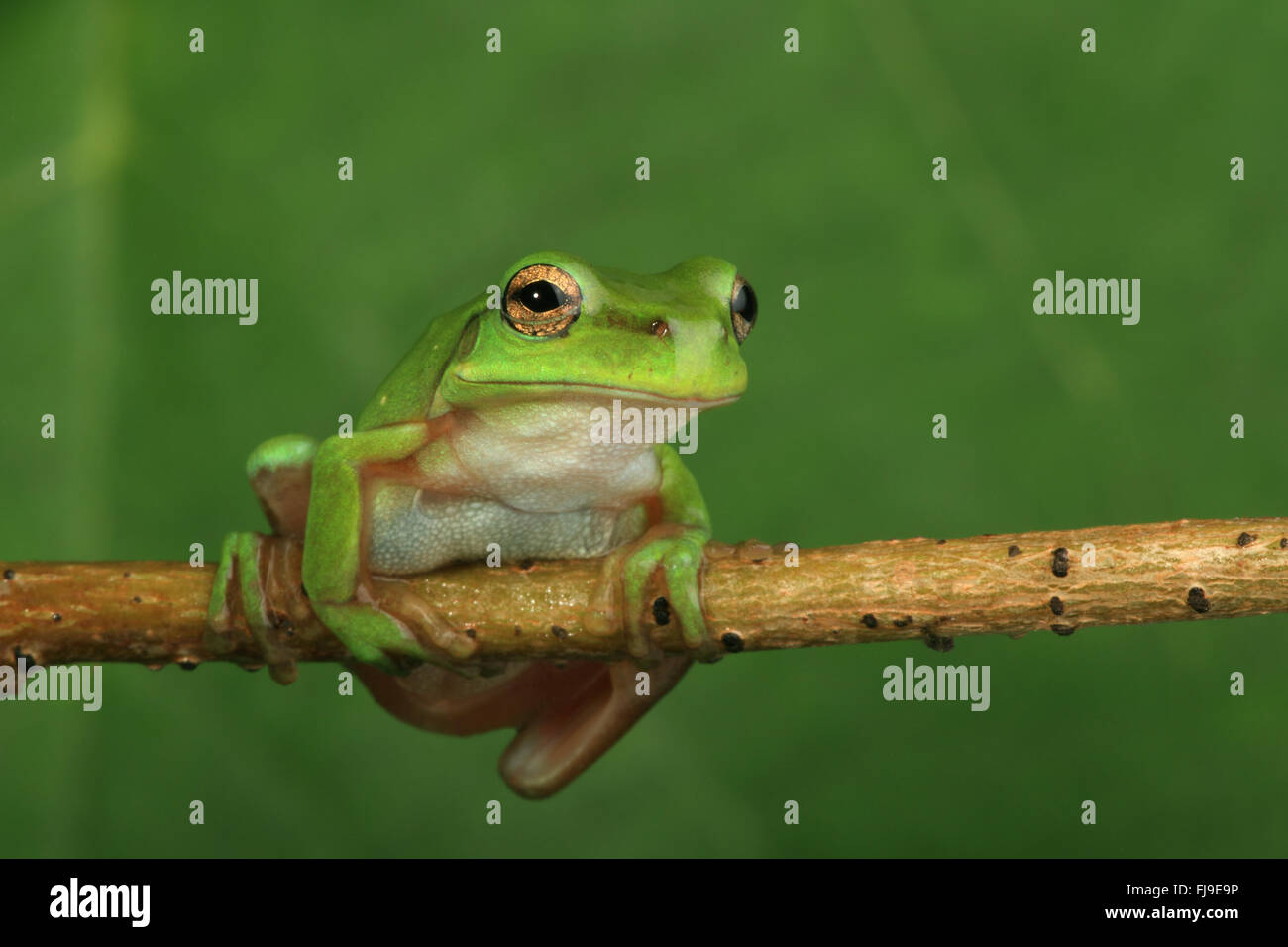 Un australiano ranocchio verde bilanciato su una vite orizzontale con uno sfondo verde Foto Stock