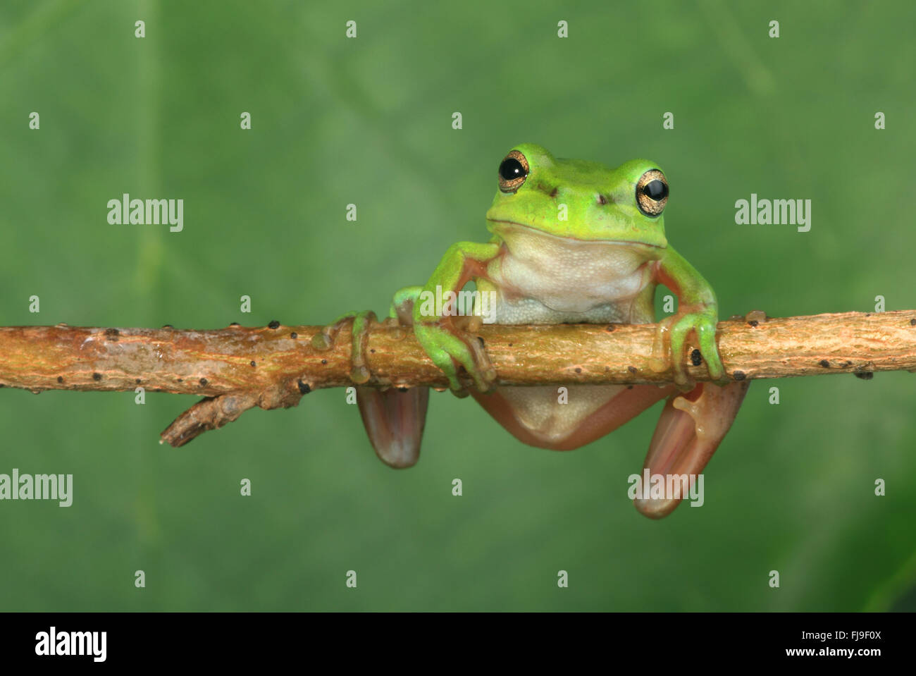 Un australiano ranocchio verde blalnced su una vite orizzontale con uno sfondo verde. Foto Stock