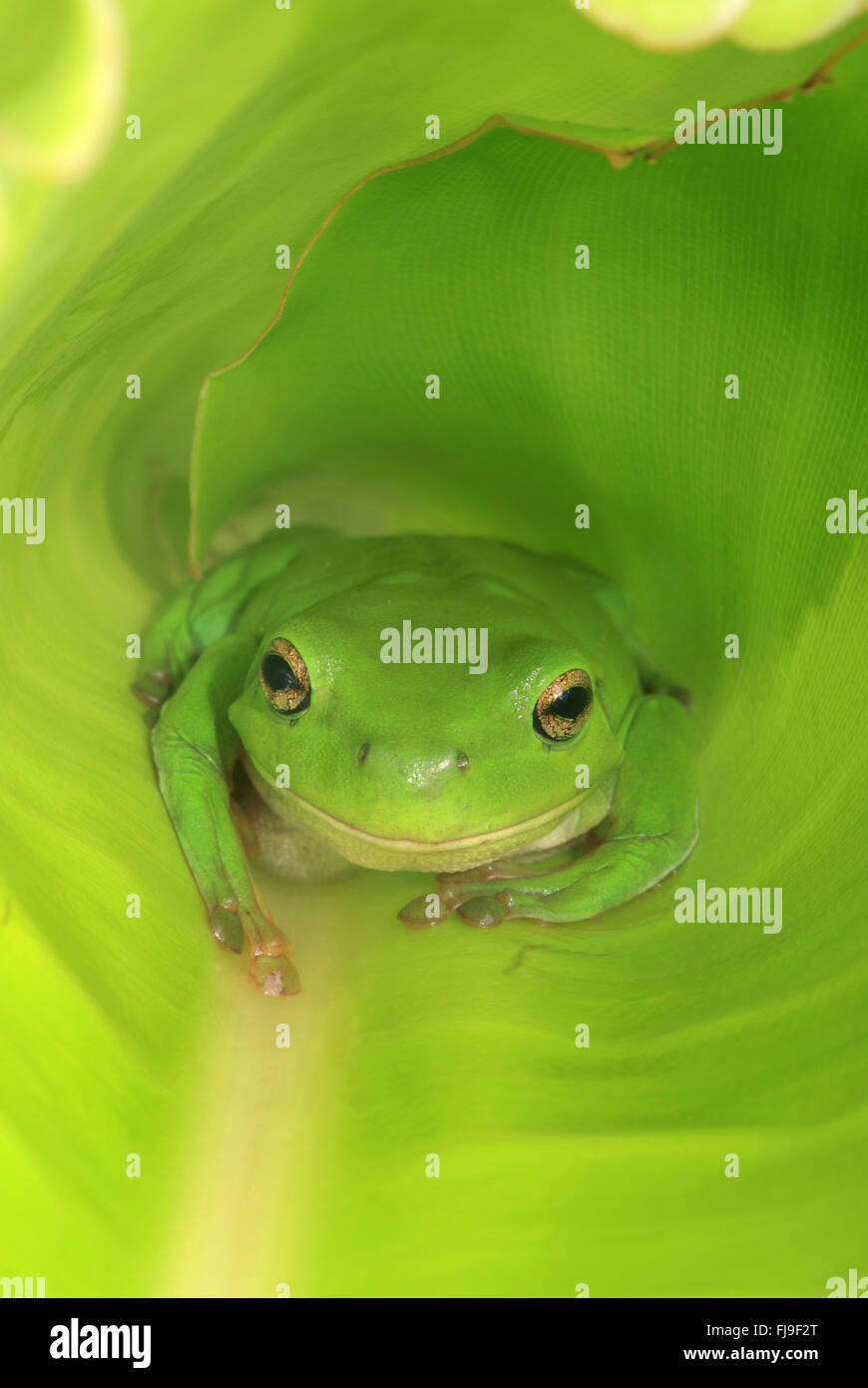 Un australiano ranocchio verde seduta dentro una grande vasta foglia verde. Foto Stock