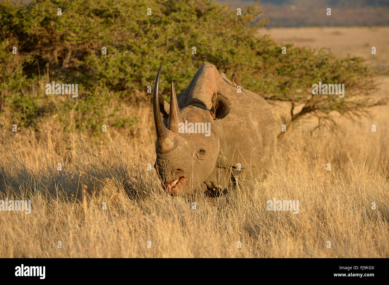 Rinoceronte nero (Diceros simum) rovistando nella prateria a secco, Lewa Wildlife Conservancy, Kenya, Ottobre Foto Stock