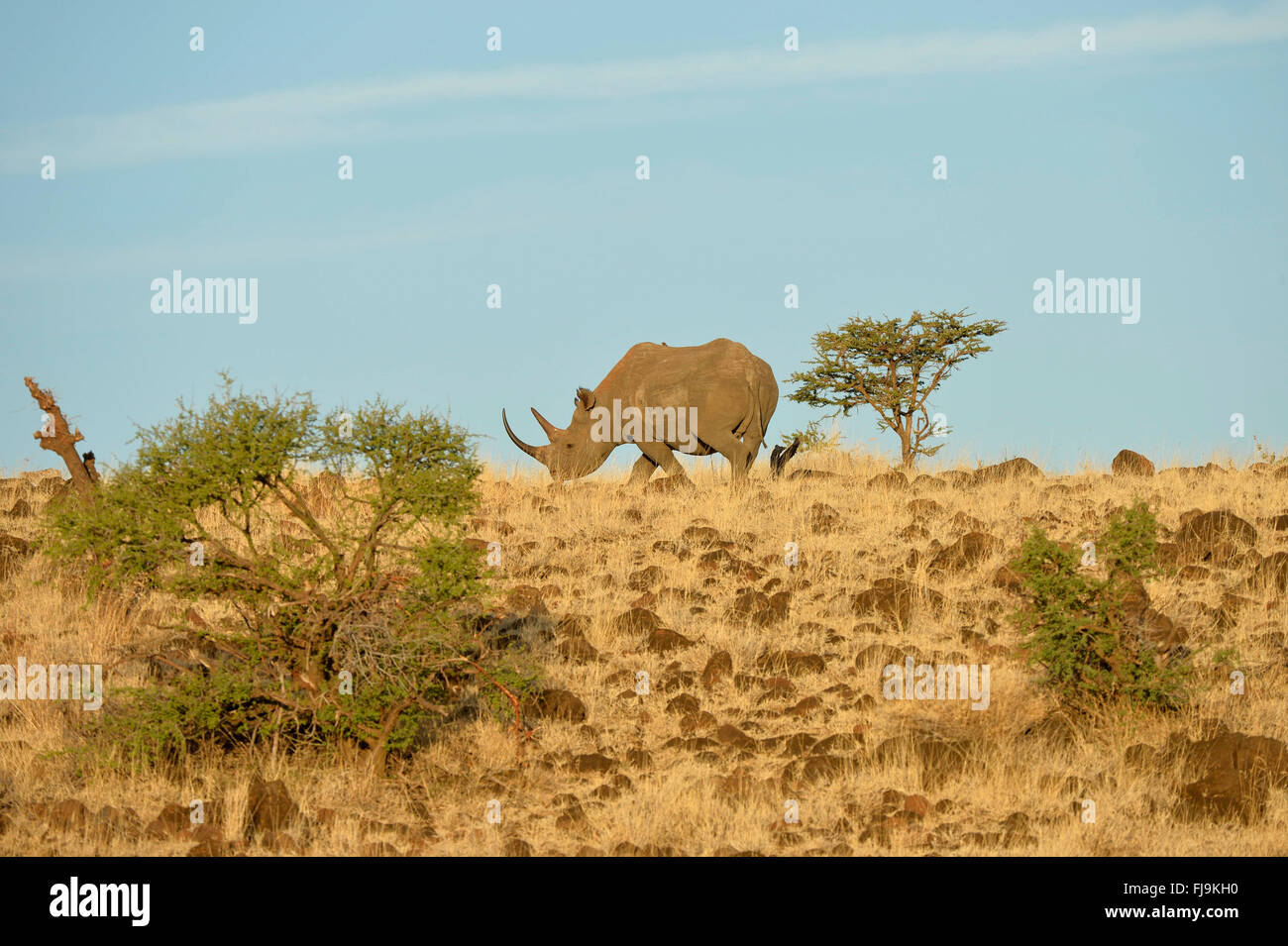 Rinoceronte nero (Diceros simum) in piedi in folte praterie, Lewa Wildlife Conservancy, Kenya, Ottobre Foto Stock