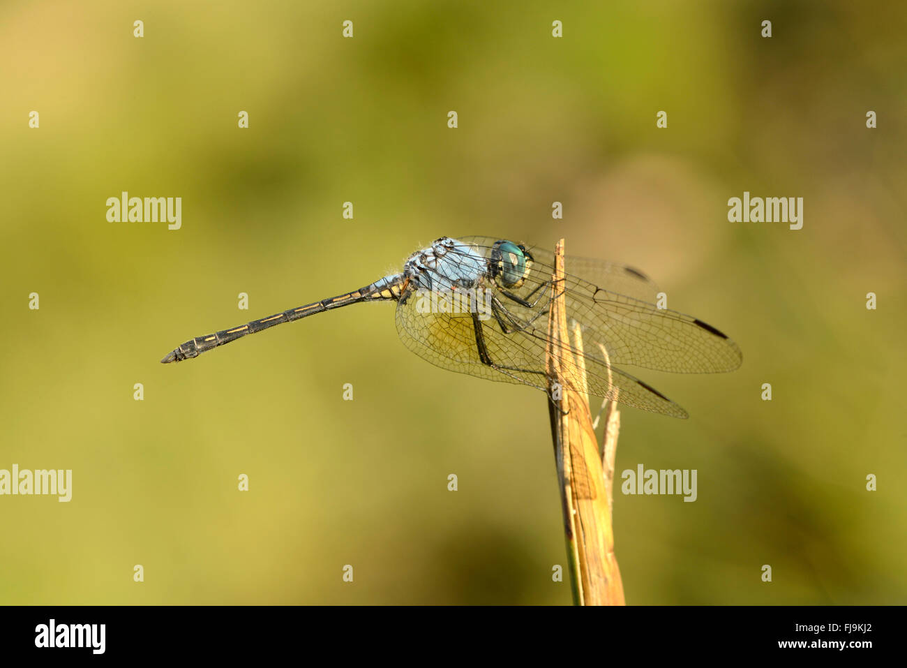 Jaunty Dropwing Dragonfly (Trithemis stictica) Mathews montagne, Kenya, Ottobre Foto Stock