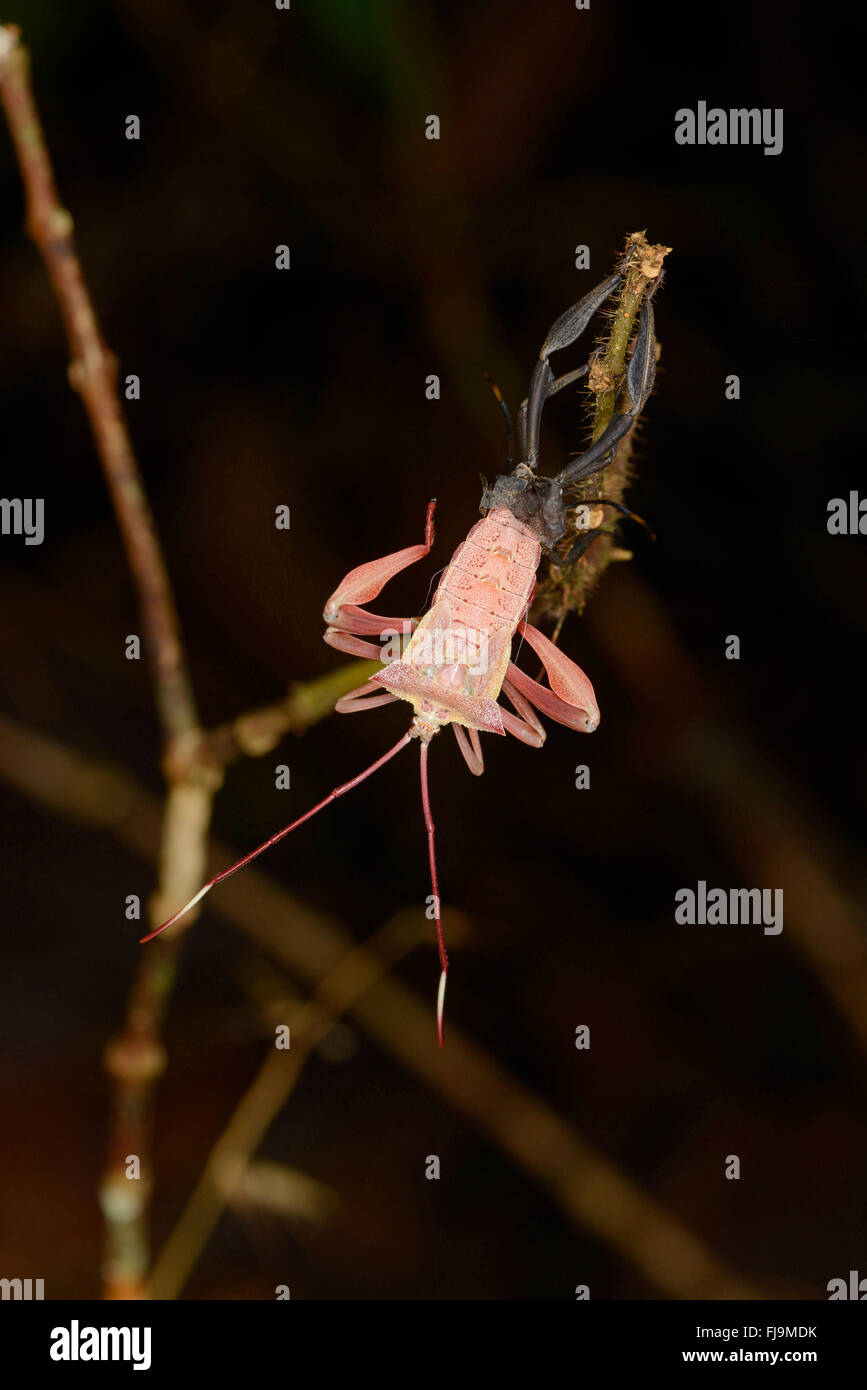 Foglia-footed Bug (Coreidae) versando la pelle, Sinharaja foresta pluviale, Sri Lanka, Marzo Foto Stock