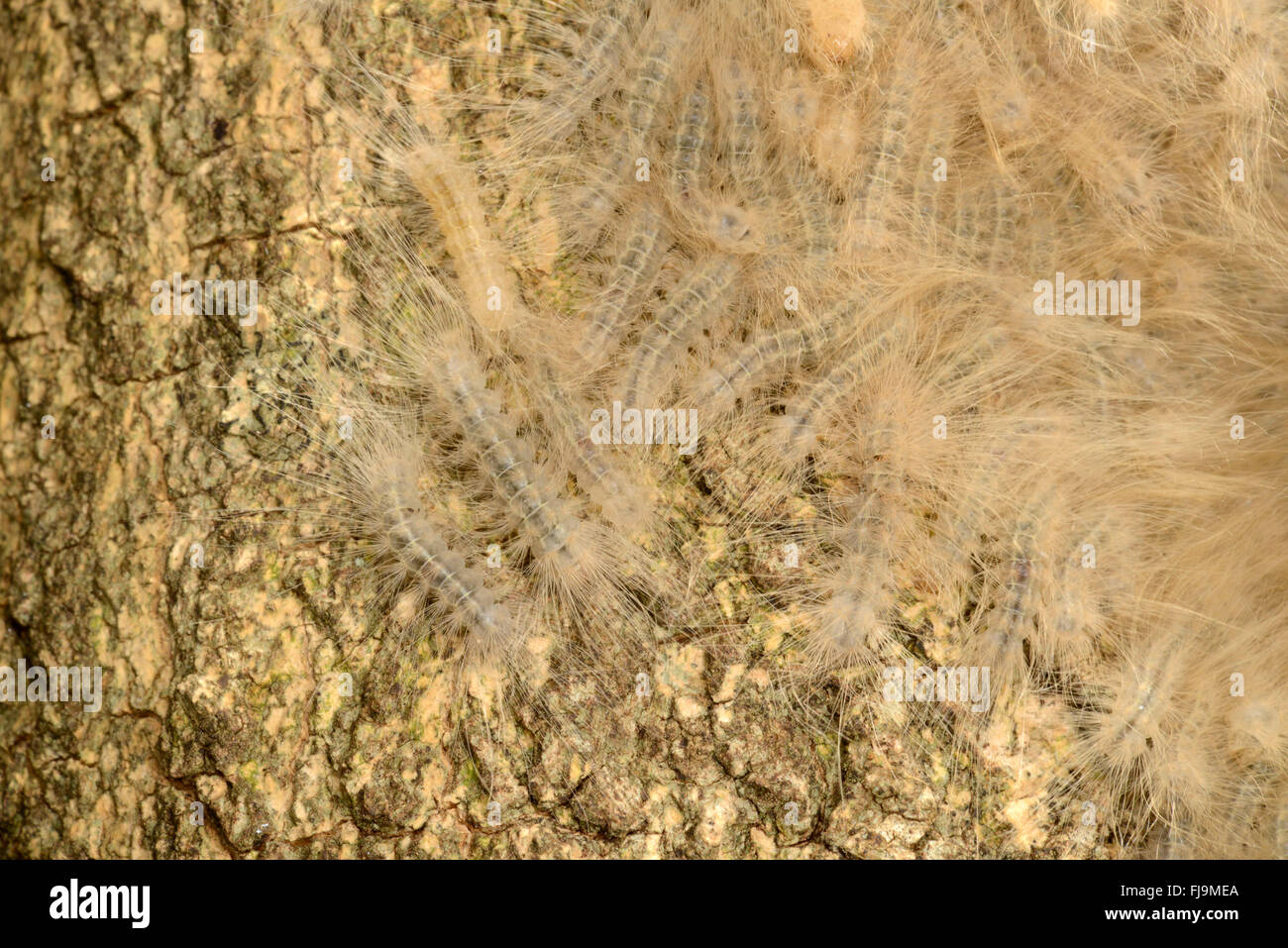 La processionaria della (Thaumetopoiedae) massa di bruchi sul tronco di albero, Mathews montagne, Kenya, Ottobre Foto Stock