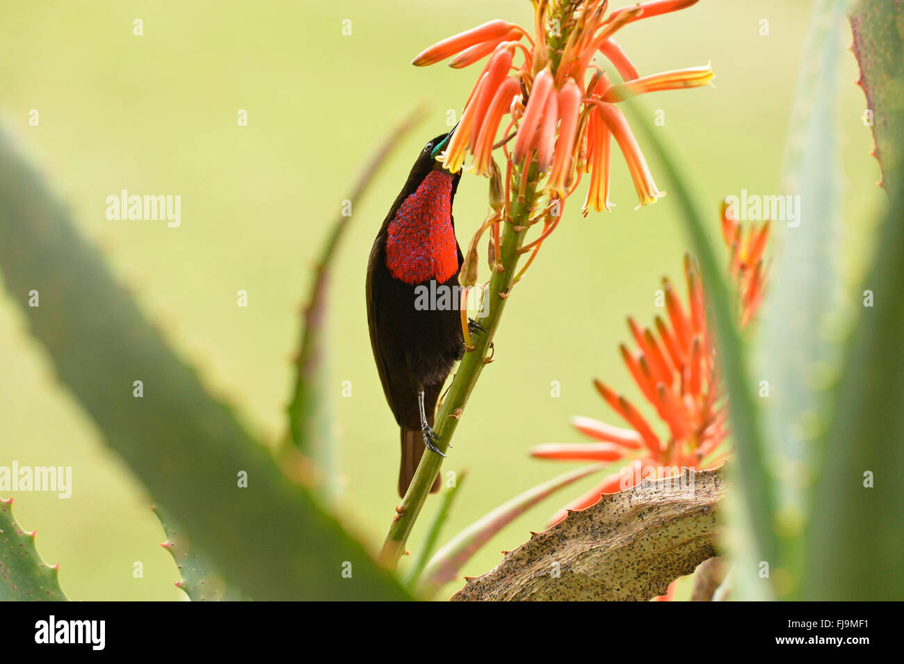 Scarlet-chested Sunbird (Chalcomitra senegalensis) alimentazione sul fiore di agave, Lewa Wildlife Conservancy, Kenya, Ottobre Foto Stock