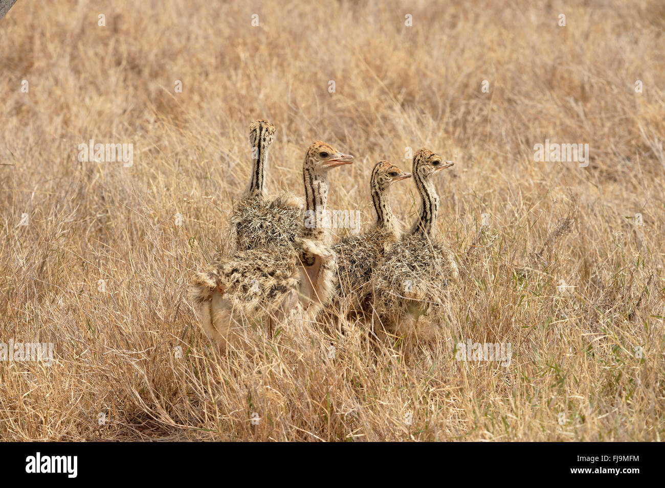 Struzzo somalo (Struthio molybdophanes) gruppo di quattro pulcini in erba secca, Lewa Wildlife Conservancy, Kenya, Ottobre Foto Stock