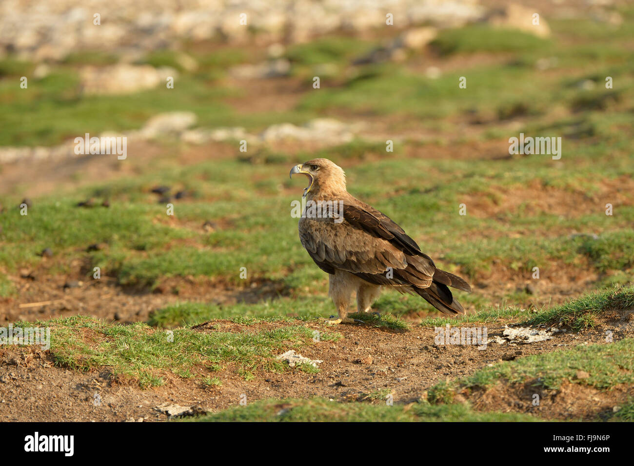 Bruno Eagle (Aquila rapax) adulto in piedi sul terreno erboso chiamando, Shaba riserva nazionale, Kenya, Ottobre Foto Stock