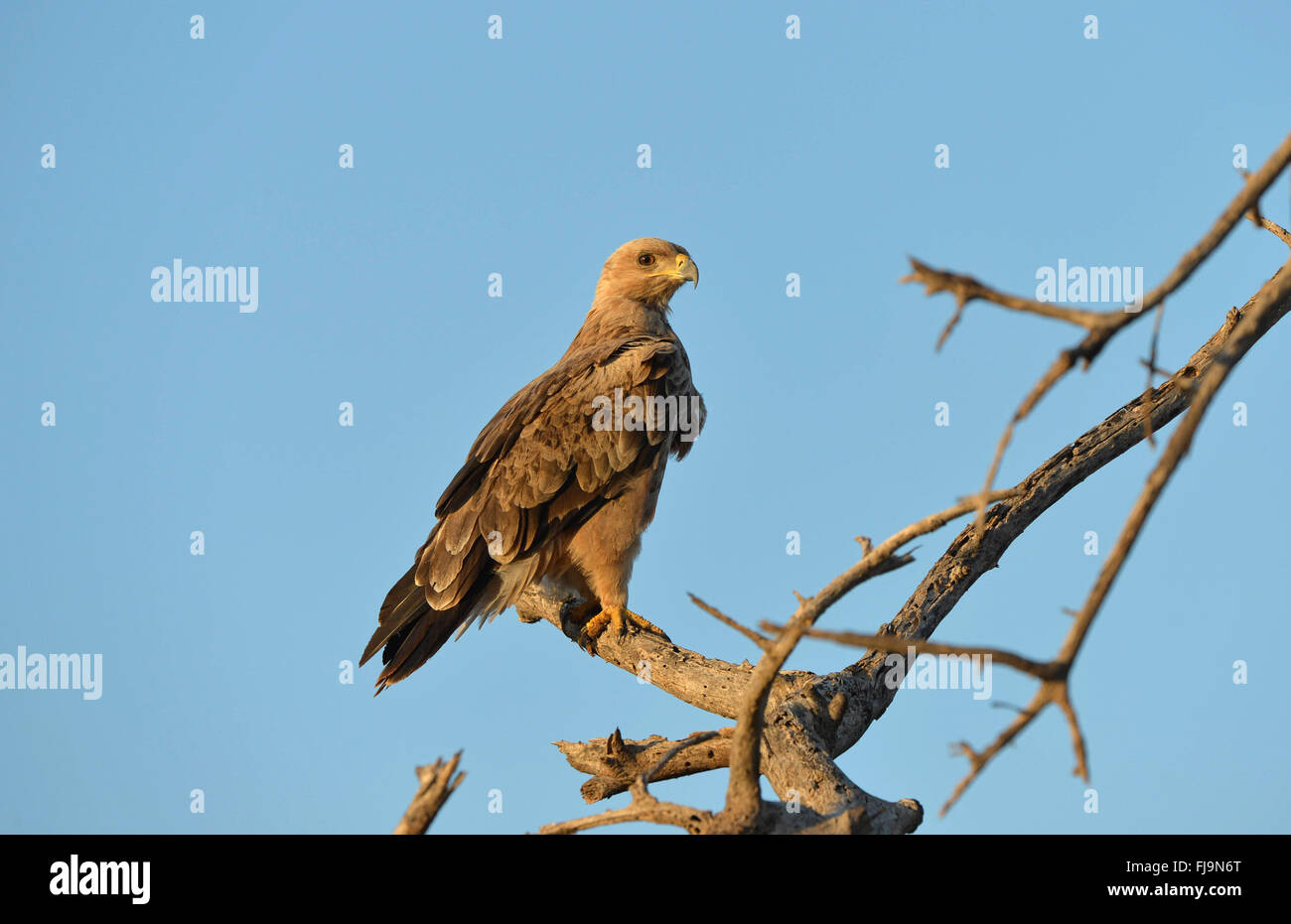 Bruno Eagle (Aquila rapax) adulto appollaiato sul ramo morto, Shaba riserva nazionale, Kenya, Ottobre Foto Stock