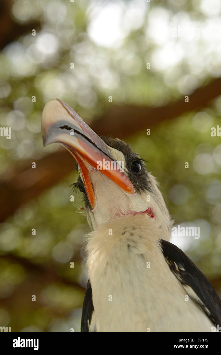 Von der Decken's Hornbill (Tockus deckeni) maschio adulto, close-up di testa dal di sotto, Shaba riserva nazionale, Kenya, Ottobre Foto Stock
