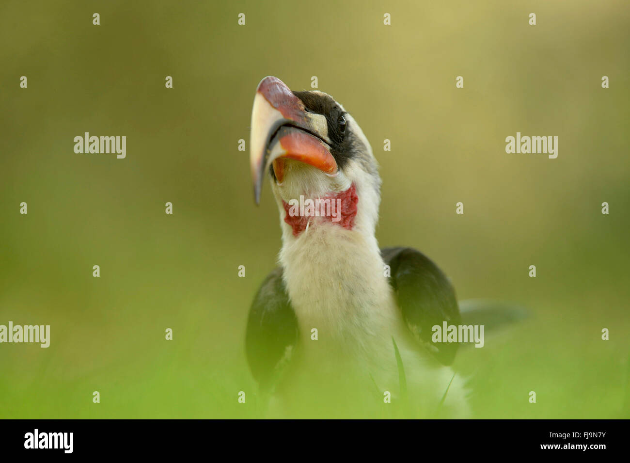 Von der Decken's Hornbill (Tockus deckeni) maschio adulto a piedi attraverso l'erba, Shaba riserva nazionale, Kenya, Ottobre Foto Stock