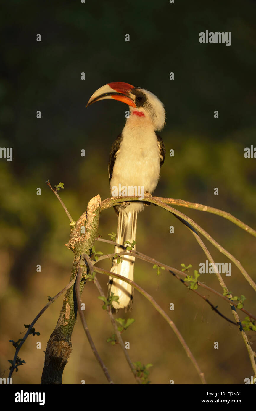 Von der Decken's Hornbill (Tockus deckeni) maschio adulto appollaiato su piccole bush, Shaba riserva nazionale, Kenya, Ottobre Foto Stock