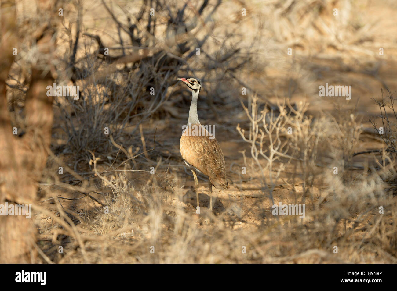 Bianco-panciuto Bustard (Eupodotis senegalensis) maschio in piedi in arido terreno cespuglioso, Shaba riserva nazionale, Kenya, Ottobre Foto Stock