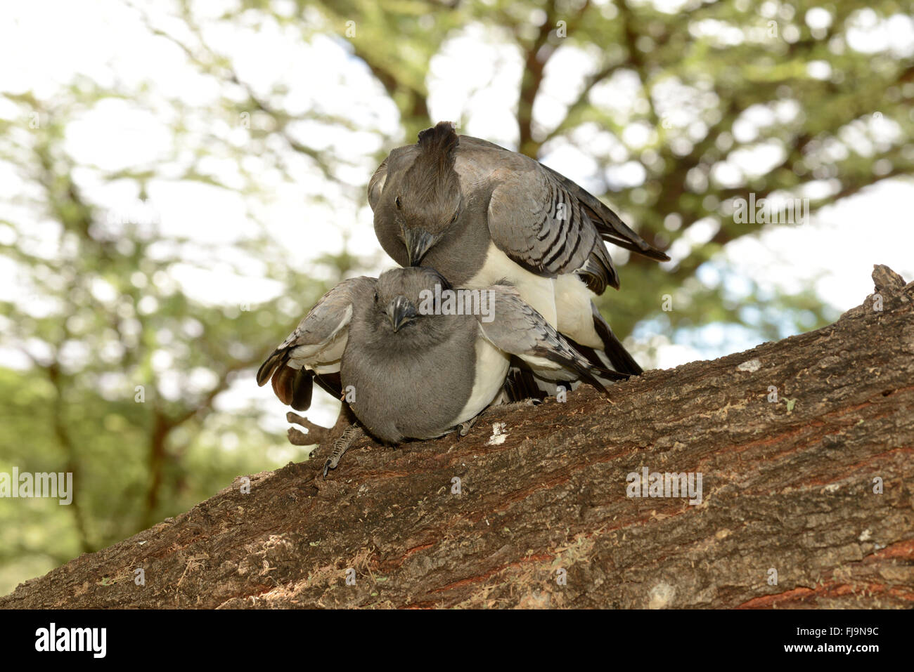 Bianco-panciuto Go-away-bird (Criniferoides leucogaster) coppia coniugata sul ramo di albero, Shaba riserva nazionale, Kenya, Ottobre Foto Stock