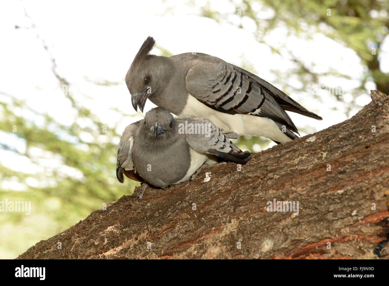 Bianco-panciuto Go-away-bird (Criniferoides leucogaster) il comportamento di corteggiamento, maschio preparando per accoppiarsi con la femmina, Shaba NAZIONALI DI R Foto Stock