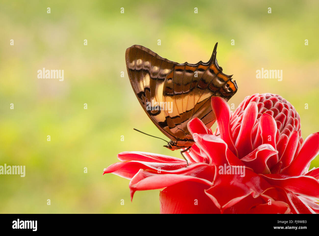 Imperatore codato butterfly, Polyura sempronius, sulla torcia rosso fiore di zenzero, Etlingera elatior Foto Stock