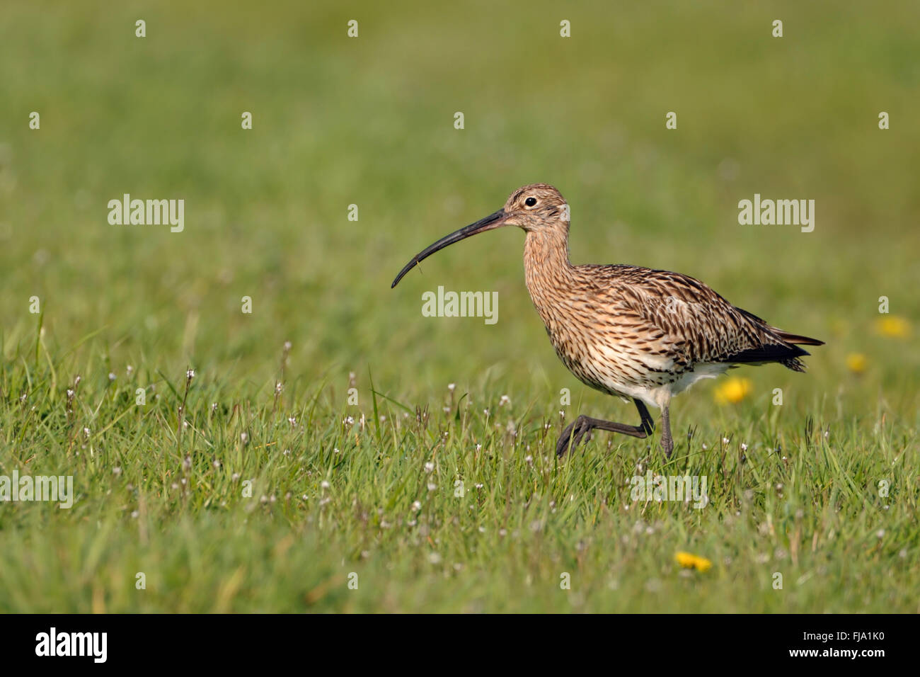 Eurasian Curlew ( Numenius arquata ) passeggiate attraverso un ampio prato, alla ricerca di cibo, fauna selvatica, Paesi Bassi. Foto Stock