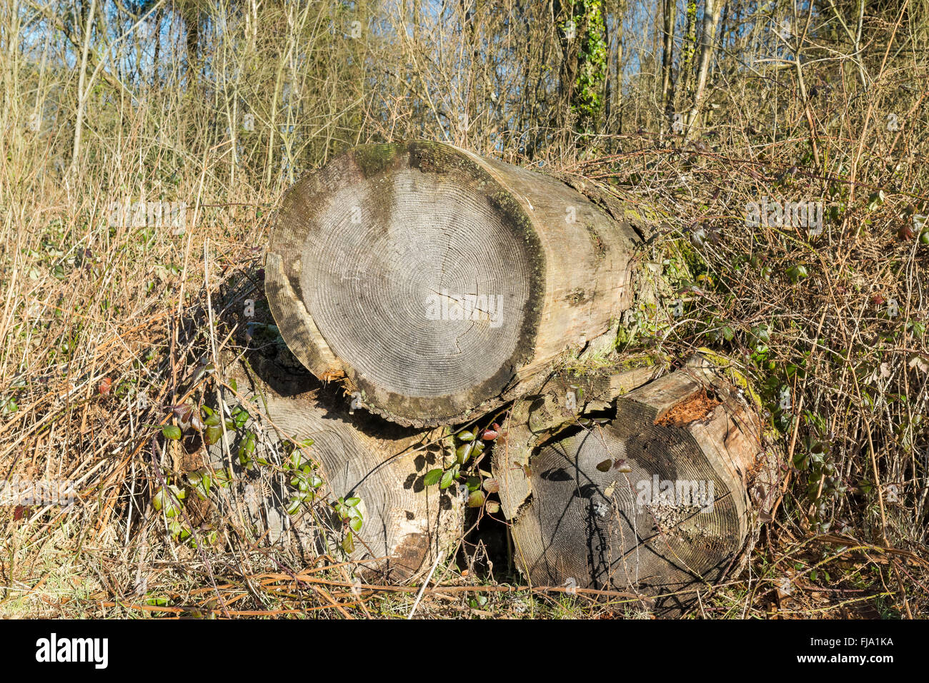 Albero caduto in Hensol Forset. Foto Stock