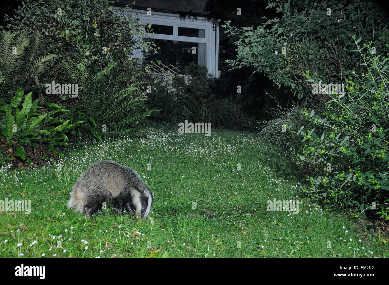 Europea (Badger Meles meles) foraggio su un giardino prato di notte vicino ad una casa, Wiltshire, Regno Unito, Giugno. Prese dalla videocamera remota. Foto Stock