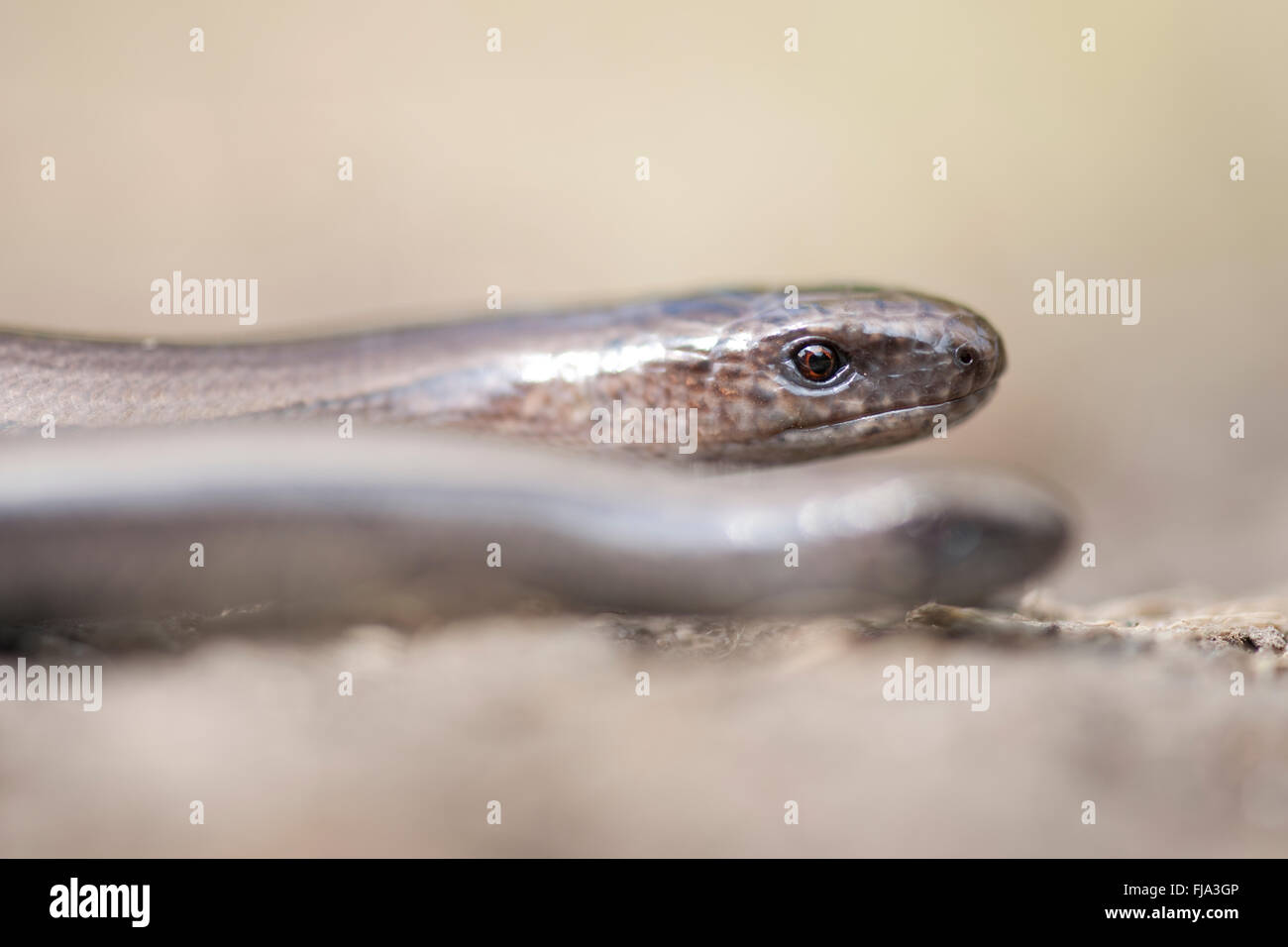 SLOW WORM, Anguis fragilis BASKING Foto Stock