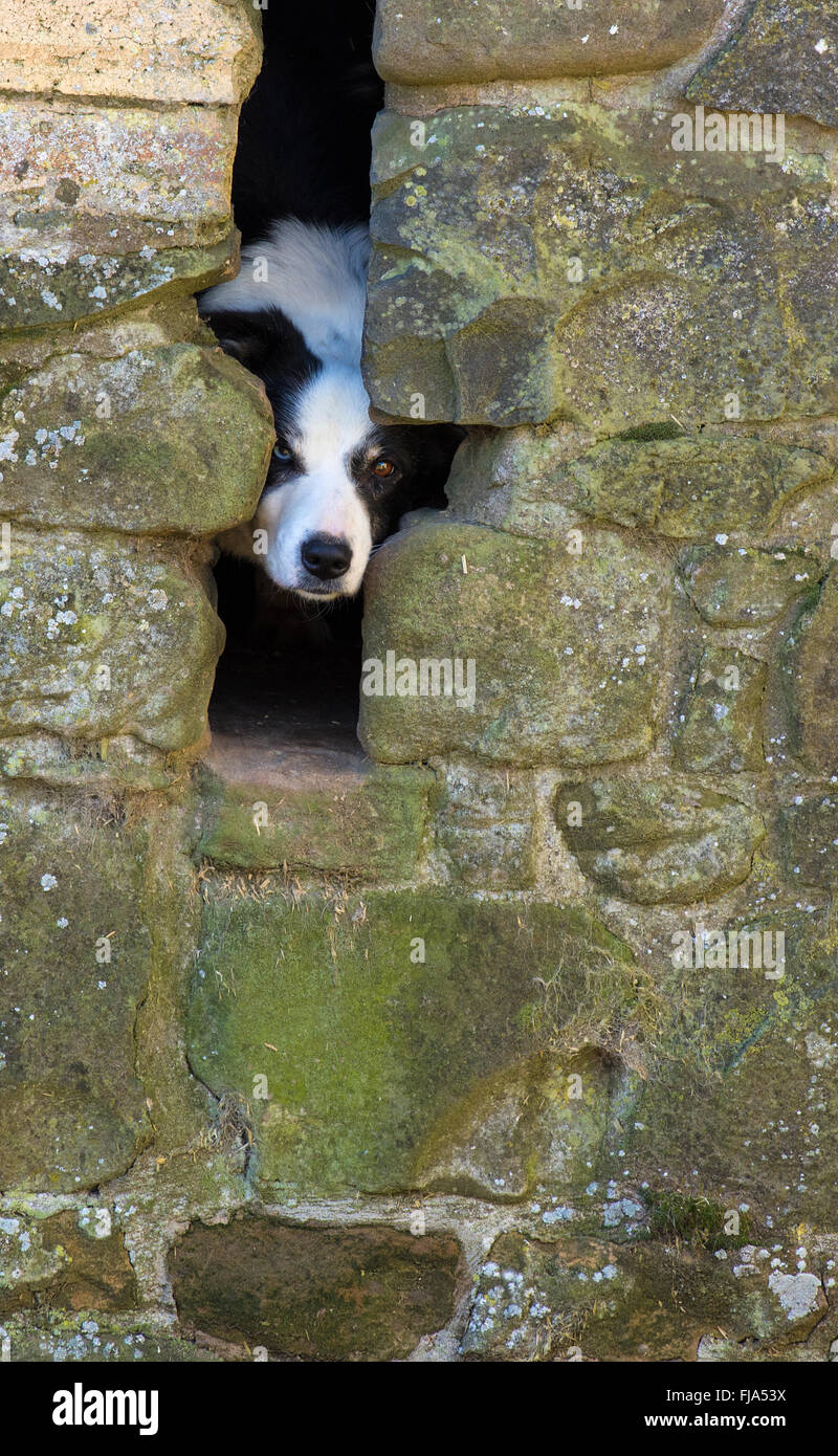 Un Border Collie cerca attraverso una fessura nella finestra di una vecchia fattoria dependance. Il Collie è parete Eyed cioè diversi occhi colorati Foto Stock