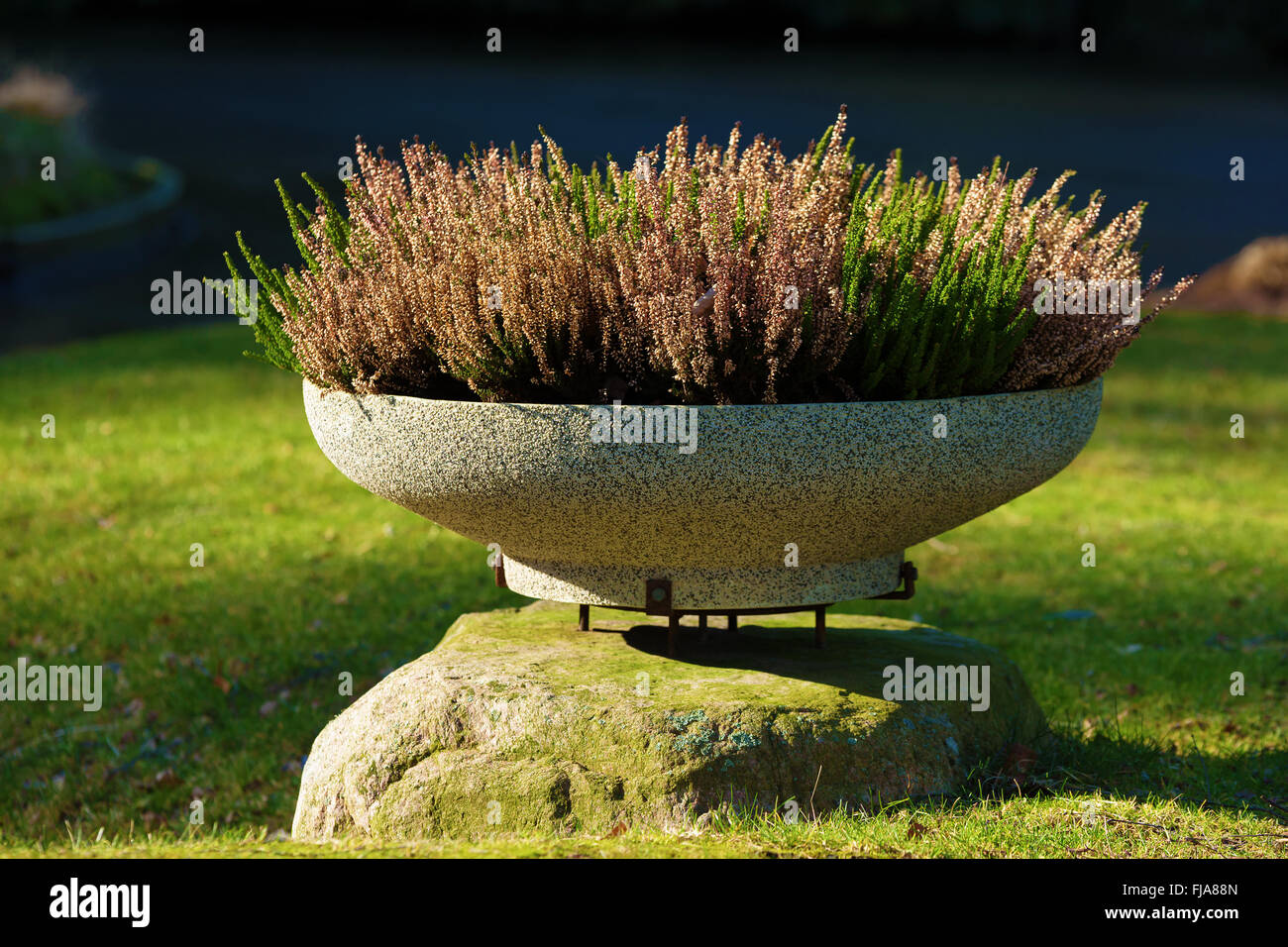 Heather (Calluna vulgaris) piantato in una posizione elevata vaso di fiori su una pietra in granito di Boulder. Foto Stock