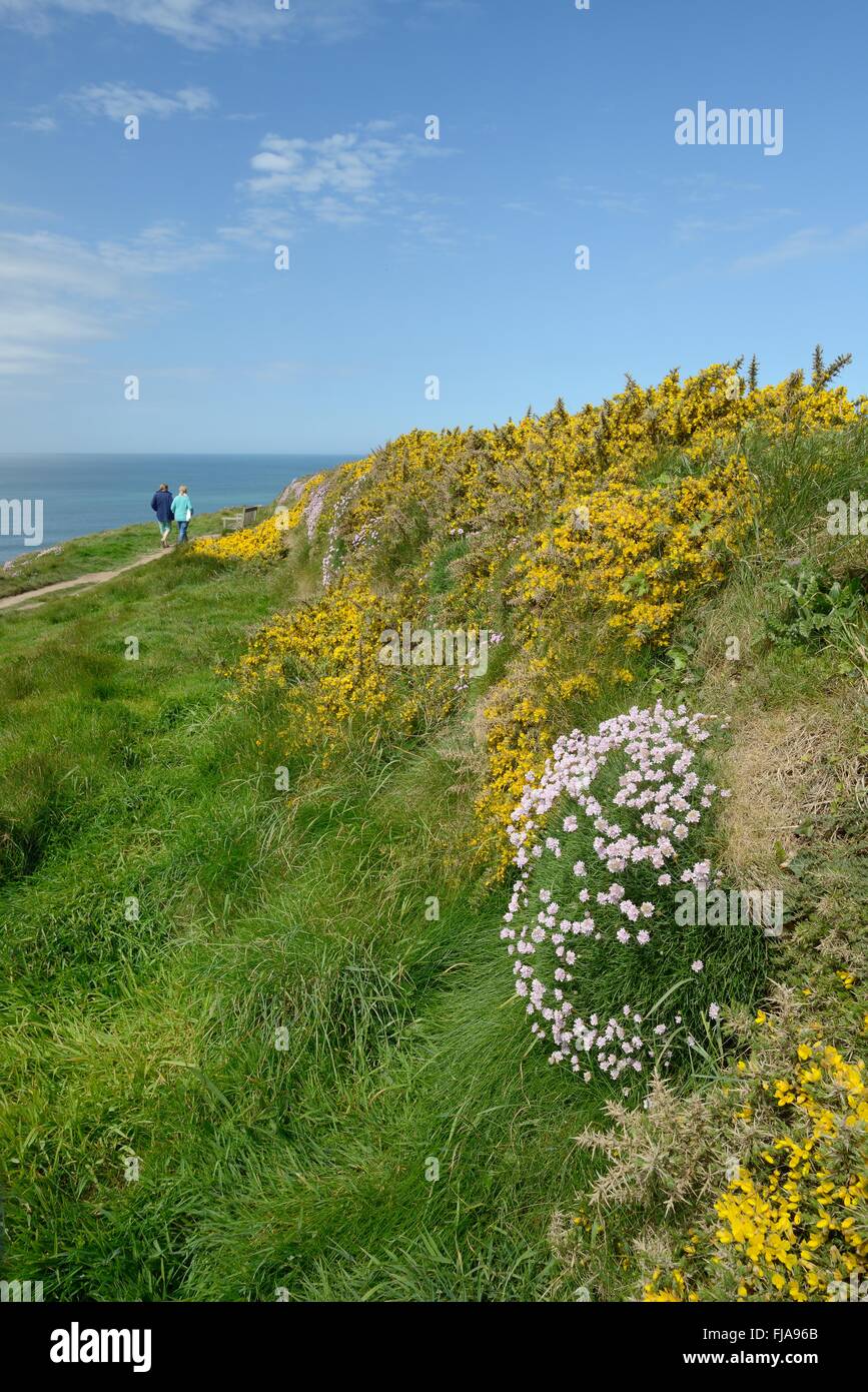 Mare parsimonia e comuni boccole gorse fioritura su un vecchio muro accanto a un clifftop percorso utilizzato da due escursionisti, Cornwall, Regno Unito Foto Stock