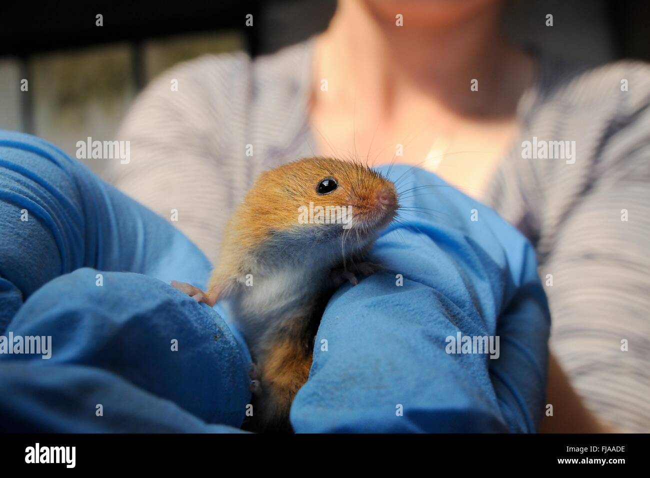 Harvest mouse (Micromys minutus), uno di una popolazione essendo allevati in cattività davanti a una reintroduzione, tenuto in una mano Foto Stock