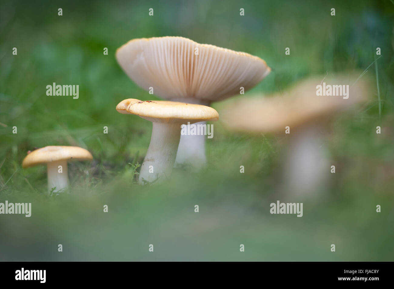 Corpo fruttifero di ocra BRITTLEGILL FUNGHI,RUSSULA OCHROLEUCA, GRAN BRETAGNA Foto Stock