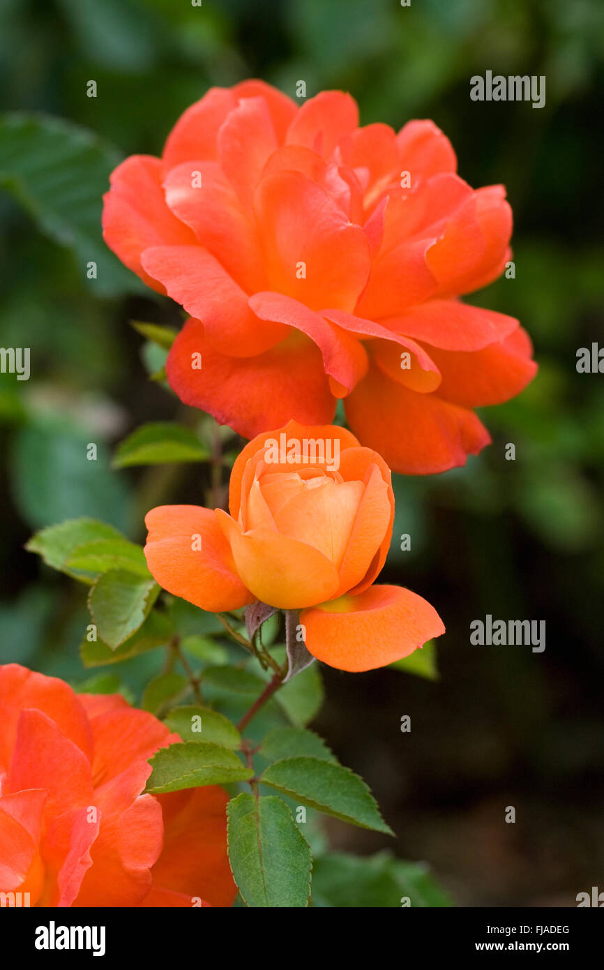Rosa Super Trouper 'Fryleyeca'. Arancione Rosa. Foto Stock