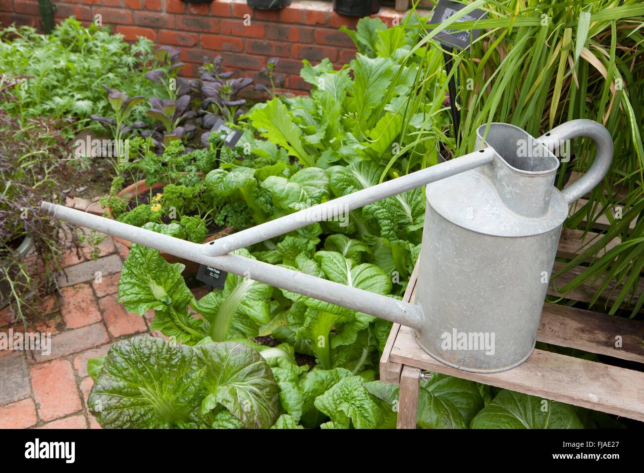 L'inverno in serra a Rosemoor Foto Stock