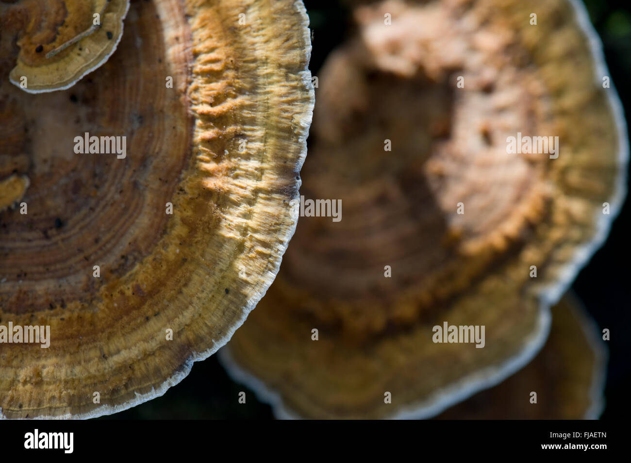 Corpo fruttifero di artisti staffa FUNGHI,GRAN BRETAGNA Foto Stock