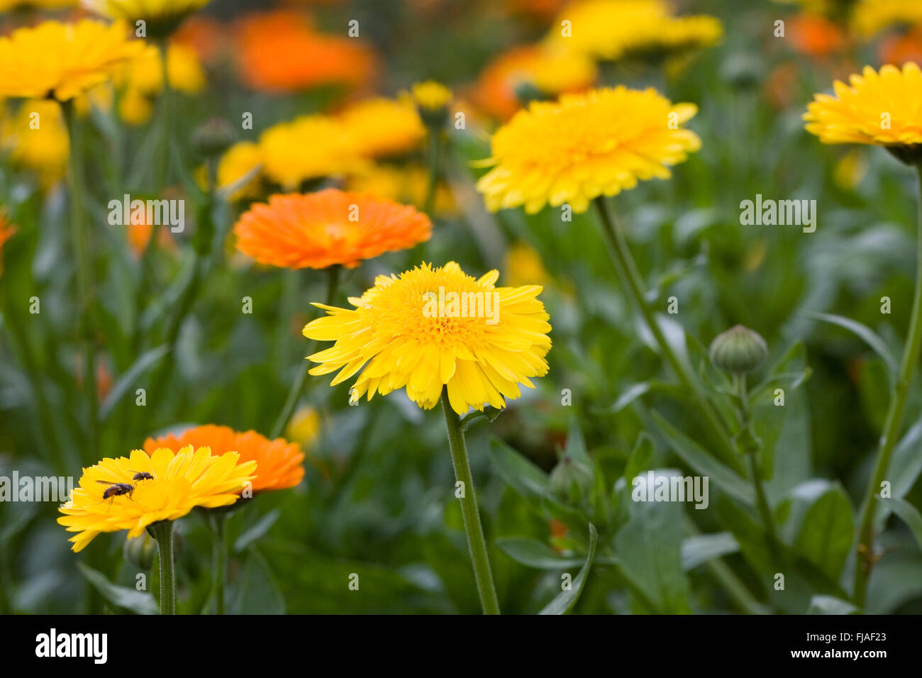 Calendula officinalis. Inglese calendula fiori. Foto Stock