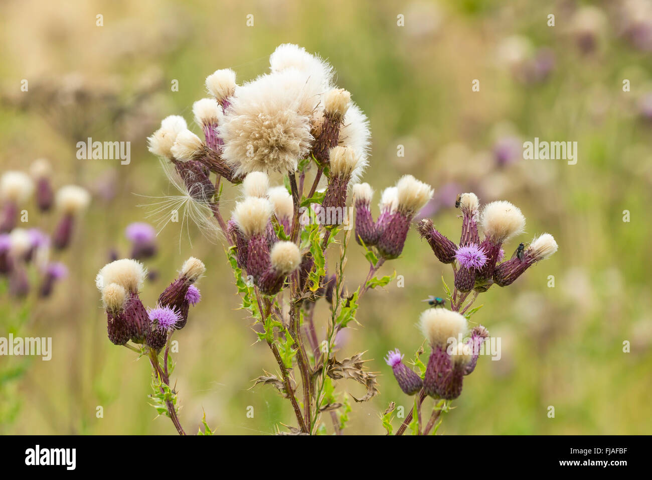 Le teste dei fiori di creeping thistle (Cirsium arvense) Foto Stock