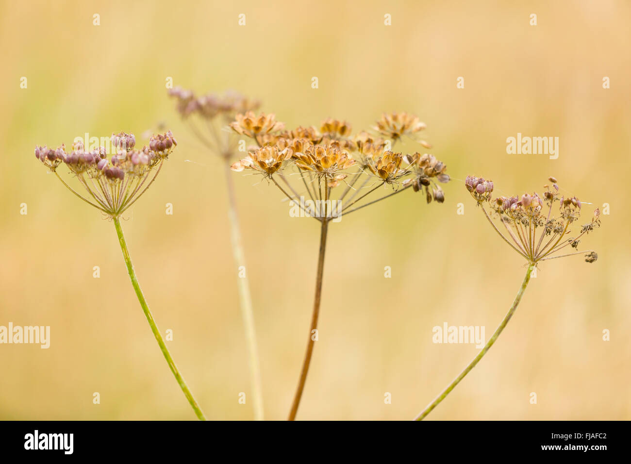 Mucca pastinaca teste di seme contro uno sfondo di autunno asciutto erba. Foto Stock