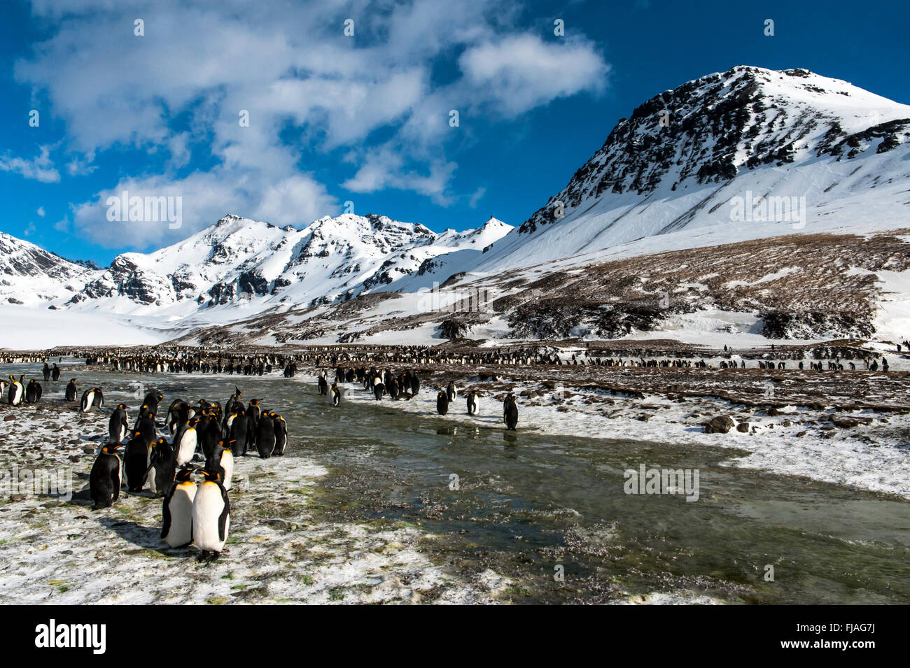 Re pinguini (Aptenodytes patagonicus) colonia con montagne innevate sullo sfondo di Saint Andrews Bay, Georgia del Sud Foto Stock