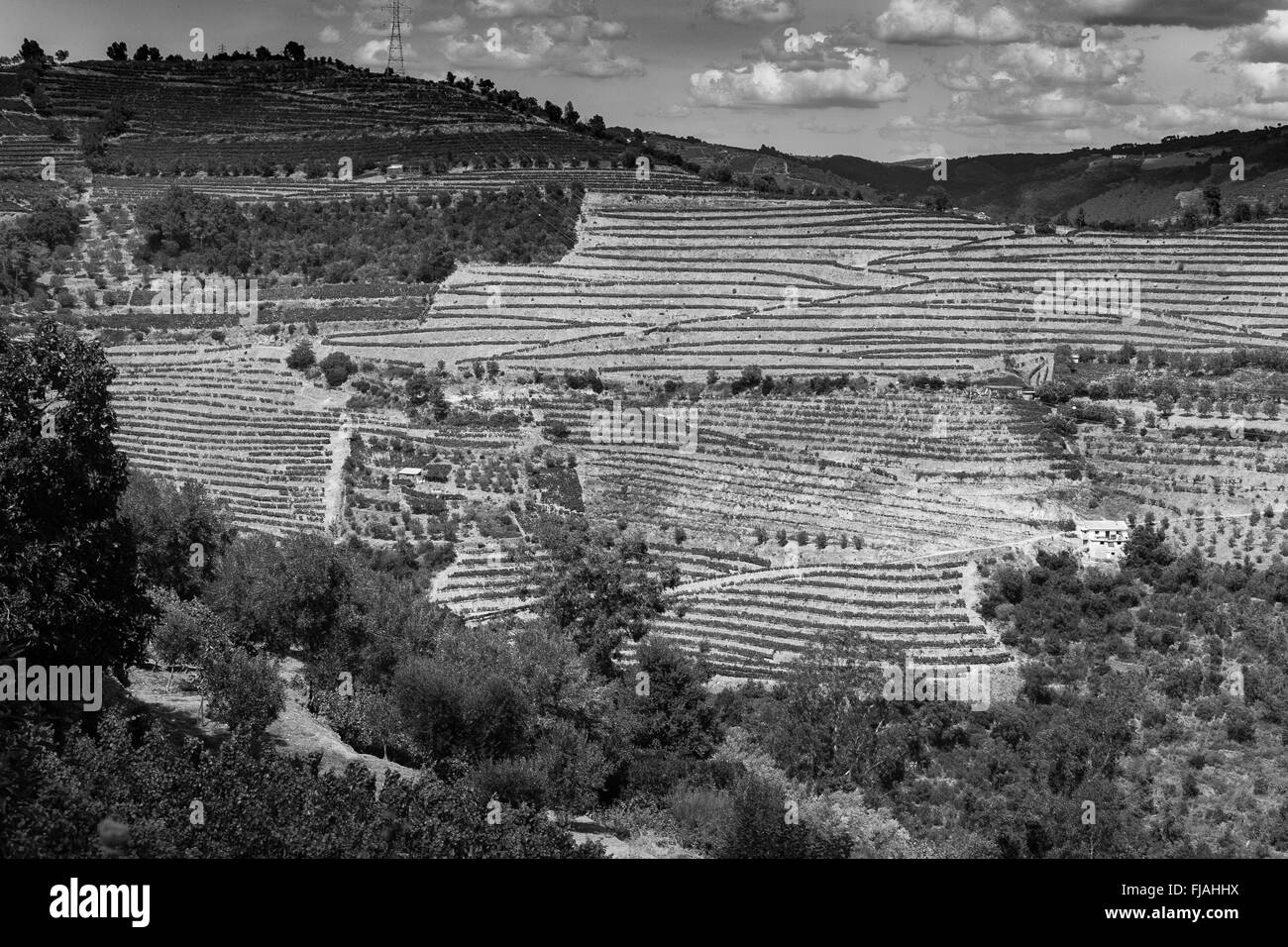 La viticoltura nella valle del Douro del Portogallo Foto Stock