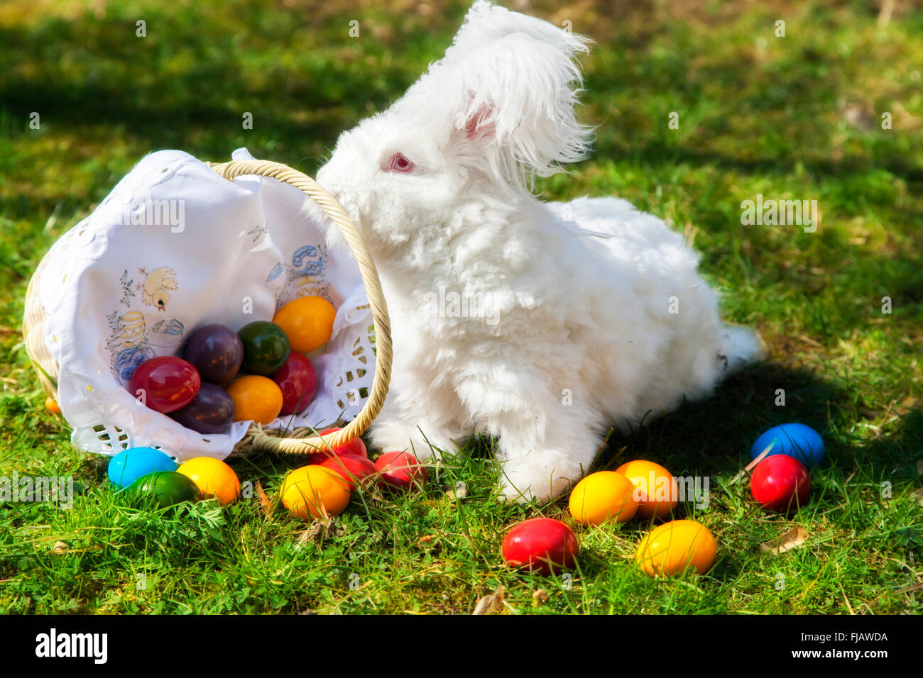 Carino bianco soffice coniglietto angora coniglio seduto sull'erba, paglia con cesto di colorate uova di pasqua Foto Stock