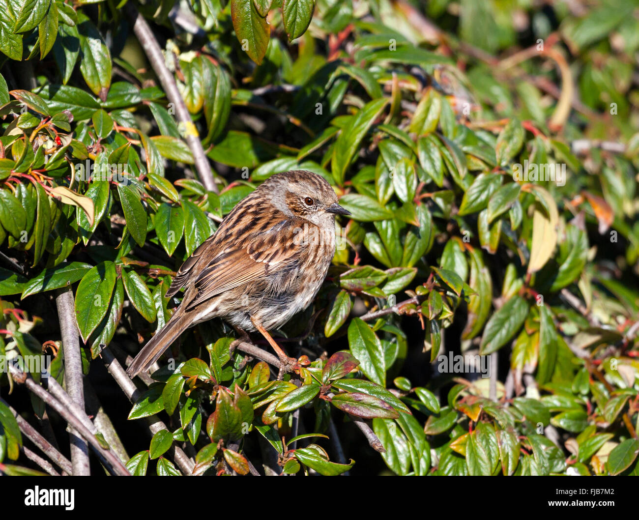 Dunnock Prunella modularis Foto Stock Dunnock Prunella modularis Foto Stock