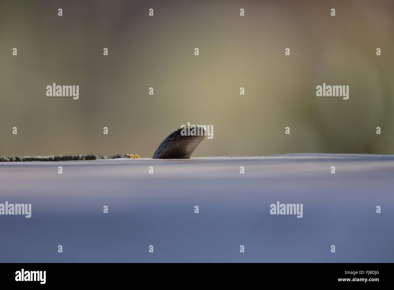 Una lucertola affiora la testa fuori, curiosamente scouting della zona. Foto Stock