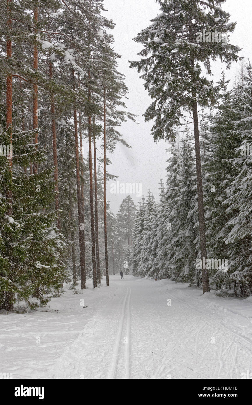 Pista di Sci nella foresta vicino Aegviidu parrocchia dell'Estonia. Foto Stock