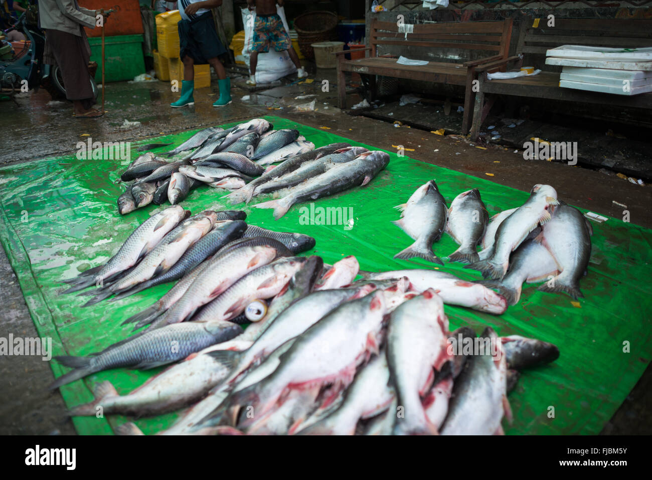 MANDALAY, Myanmar — pesce appena pescato destinato alla vendita al mercato del pesce e dei fiori di Mandalay, Myanmar (Birmania). Foto Stock