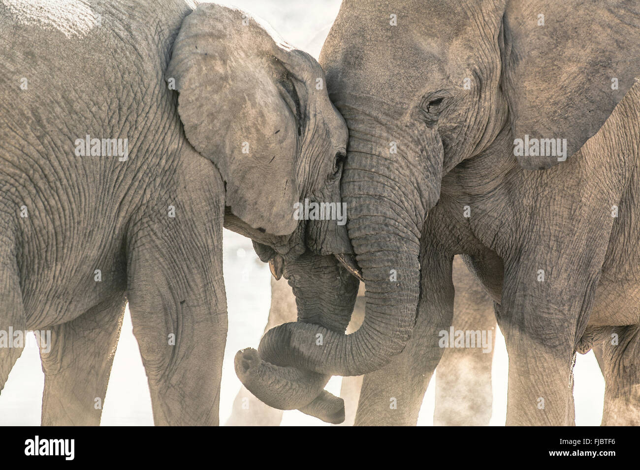 Due elefanti tussle Foto Stock