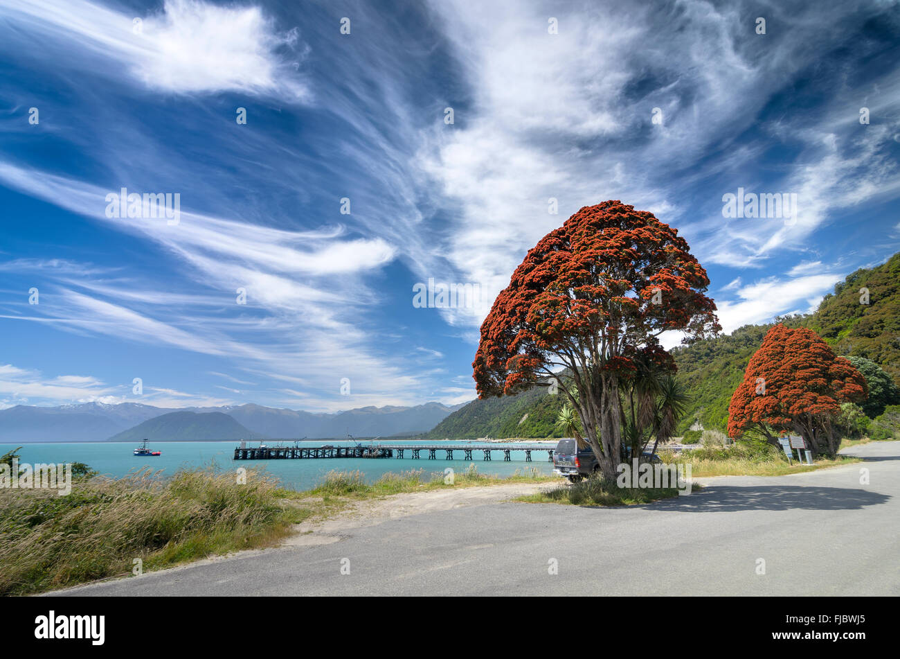 Fioritura rossa Nuova Zelanda albero di Natale (Metrosideros tomentosa), con cielo nuvoloso, Jackson Bay, West Coast, Tasman Foto Stock