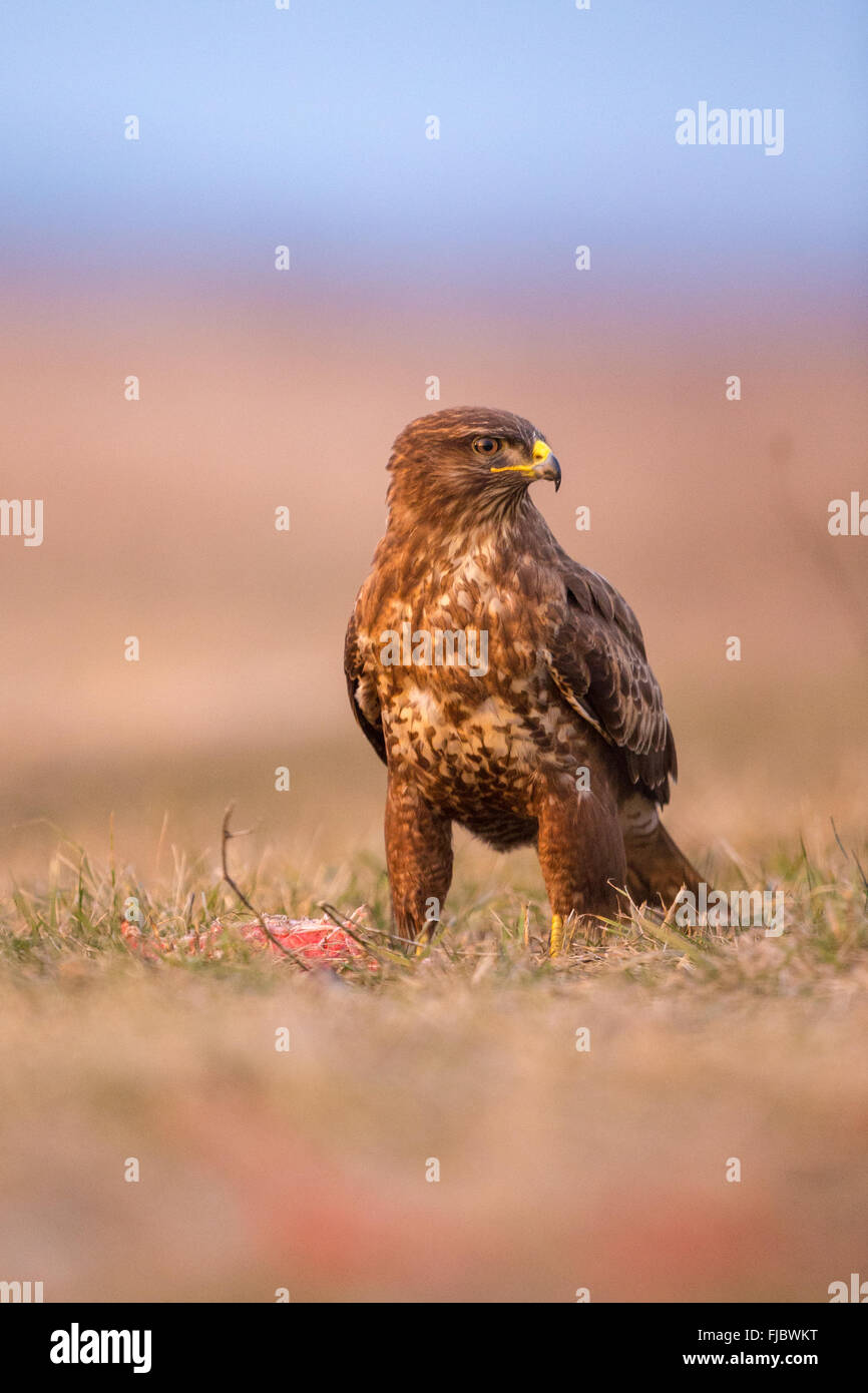 Comune Poiana (Buteo buteo) alimentazione all'alba nella prateria Foto Stock