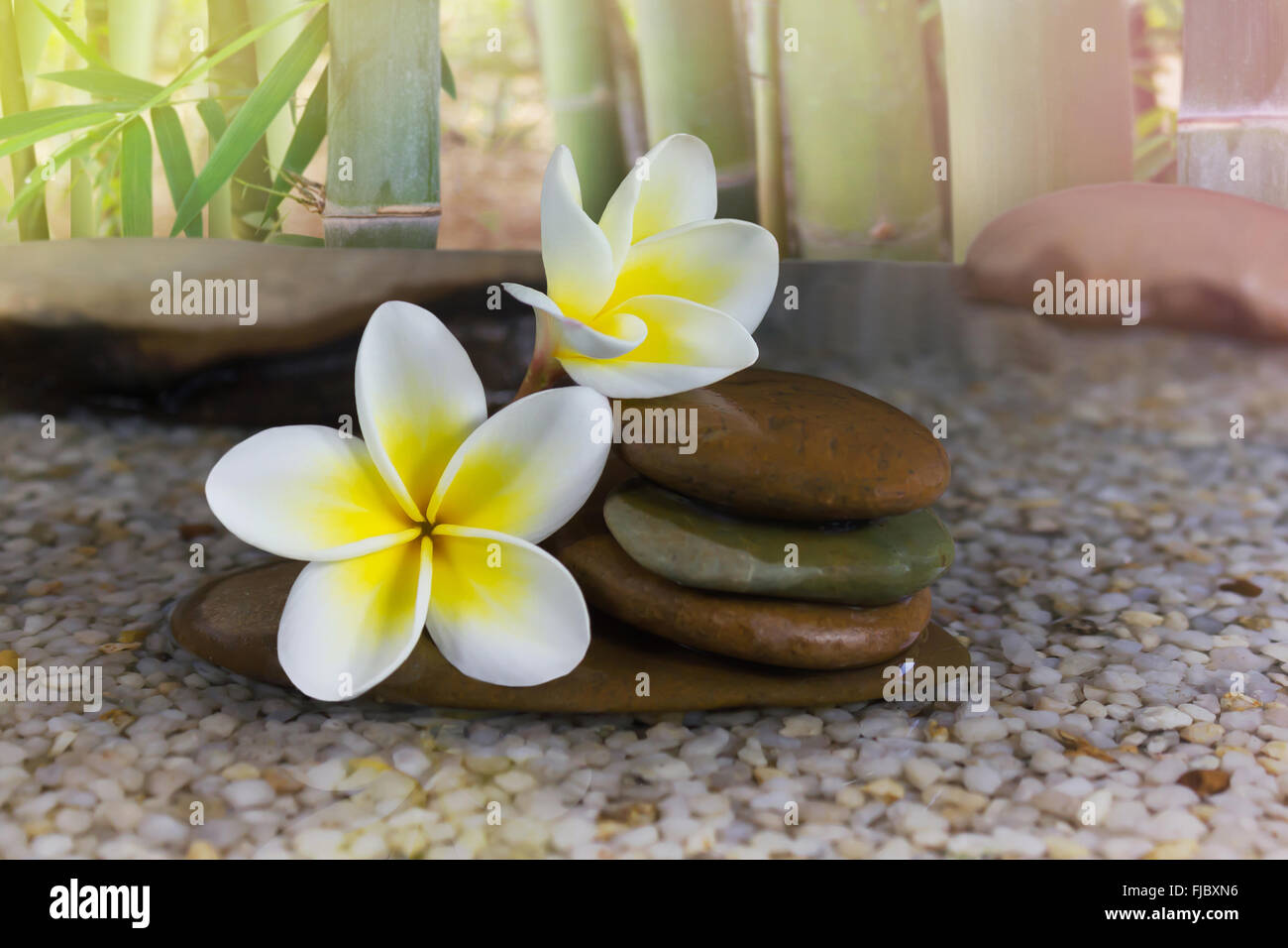 Bella dolce fiore rosa plumeria e ciottoli con alberi di bamboo con sfondo rilassante e meditazione o aroma spa umore Foto Stock