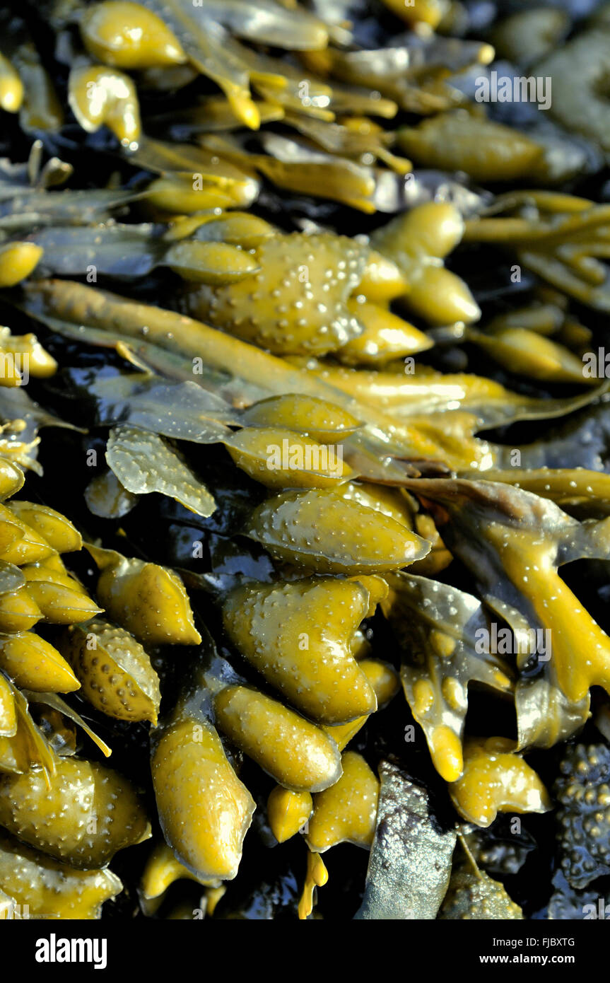 Rockweed Annodato (alga marina Ascophyllum nodosum) sulla costa del Mare del Nord con la bassa marea, Bassa Sassonia, Germania Foto Stock