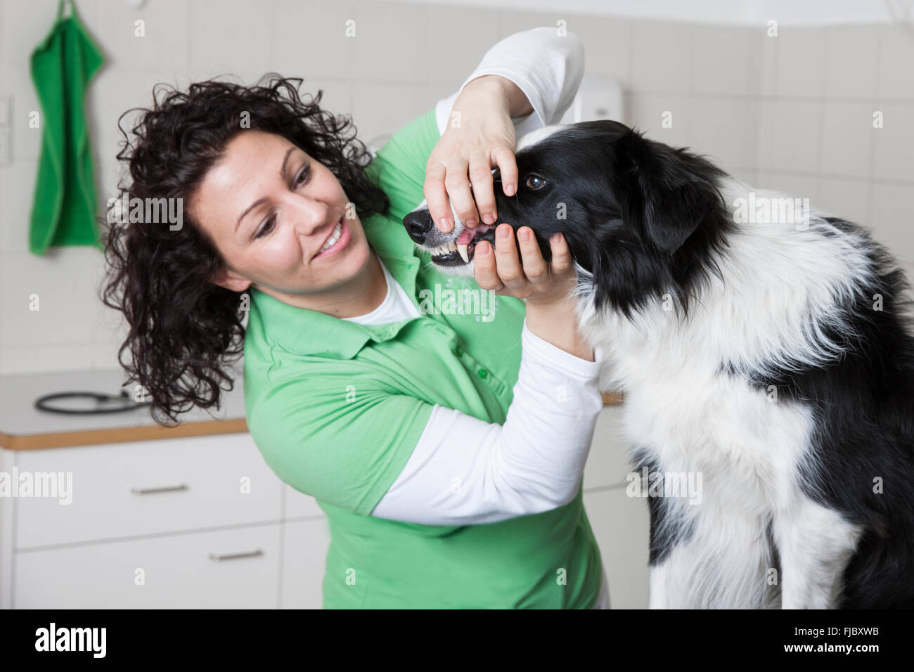 Veterinario, femmina vet controllare i denti di un cane, Border Collie Foto Stock