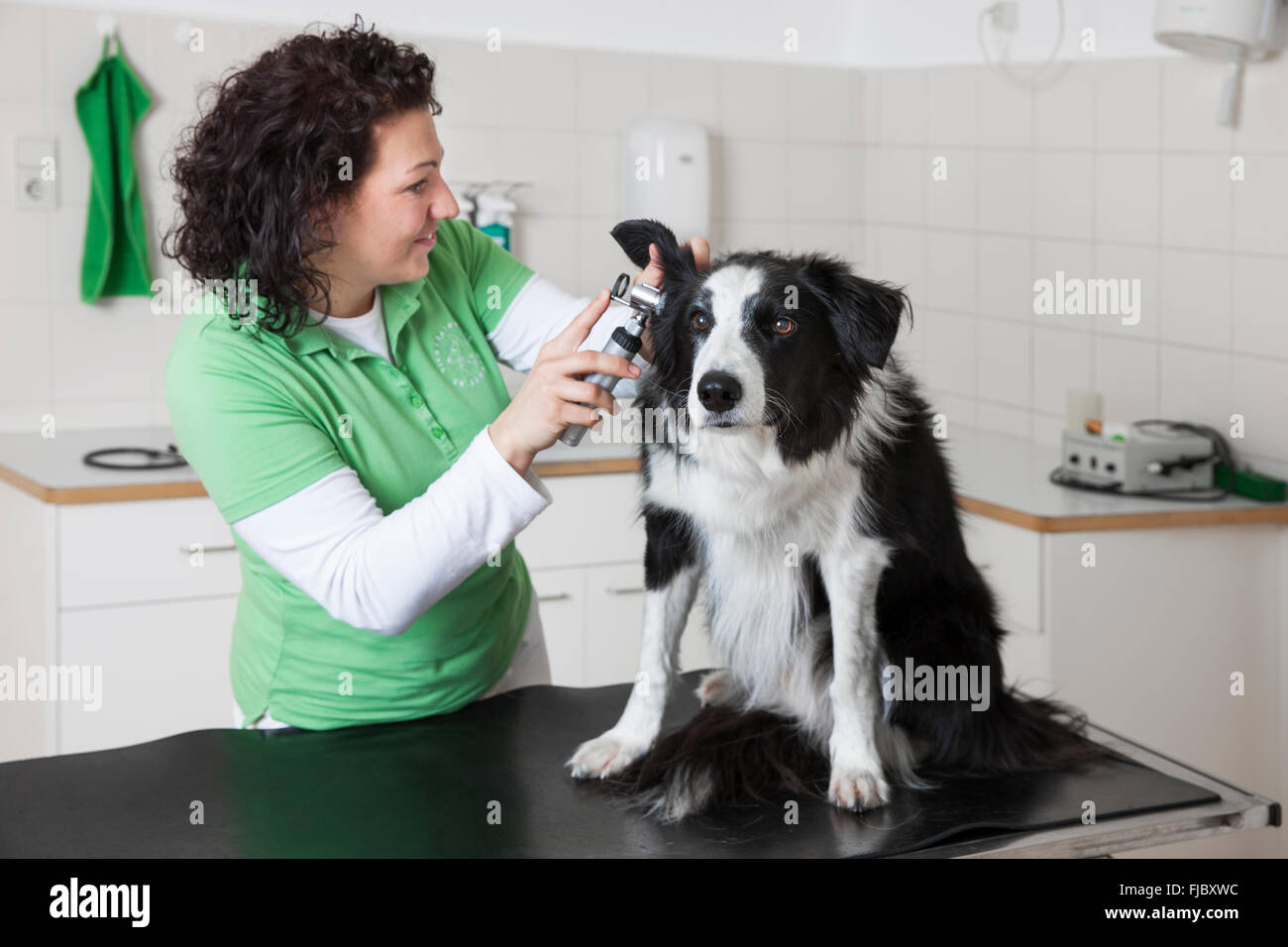 Veterinario, femmina vet controllo dell'orecchio di un cane, Border Collie Foto Stock