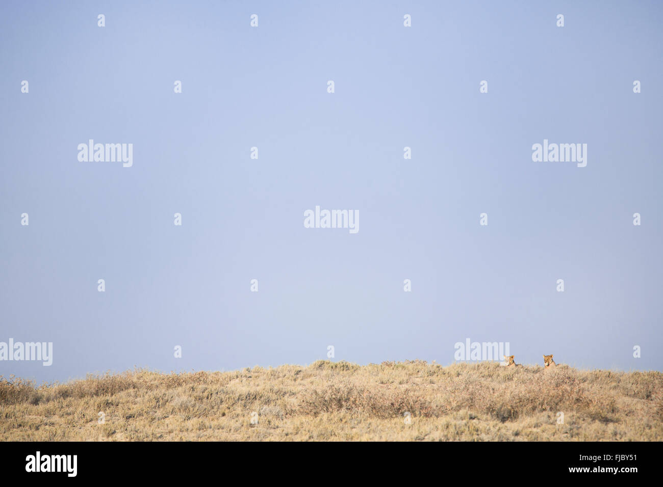 Due leonesse seduto in erba Foto Stock